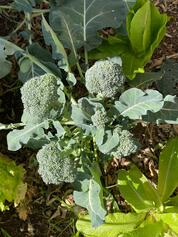 WhatsApp Ima...at 22.04.33.jpeg