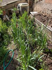 WhatsApp Ima...at 12.59.34.jpeg